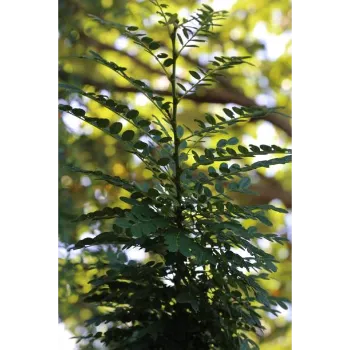 Red Sandalwood Plants